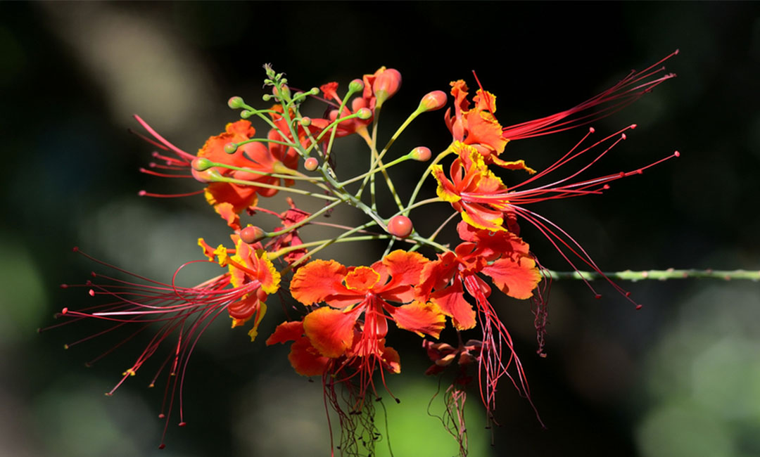 白沙花帮主百科词条创建案例